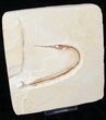 Rhynchodercetis “Needle Fish” Fossil - Morocco #16070-2